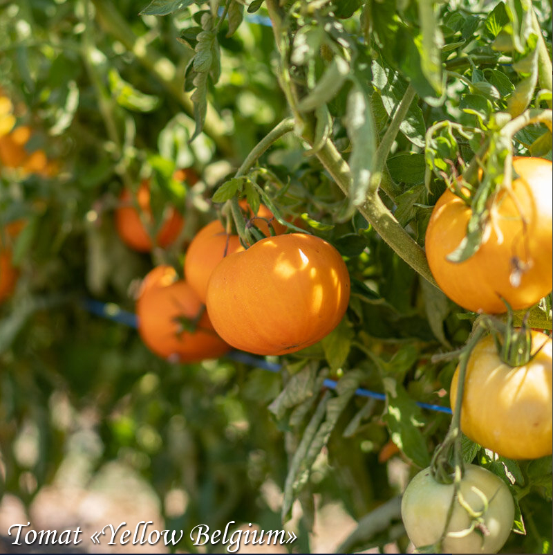 Tomat Yellow Belgium, оранжевый томат Бельгийский жёлтый